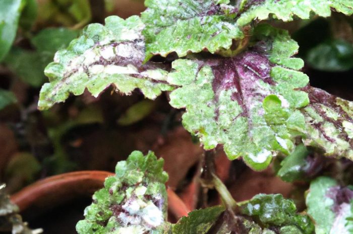 Komarzyca, czyli roślina skutecznie odstraszająca komary. Jak ją uprawiać i pielęgnować? Czy plektrantus wymaga zimowania?