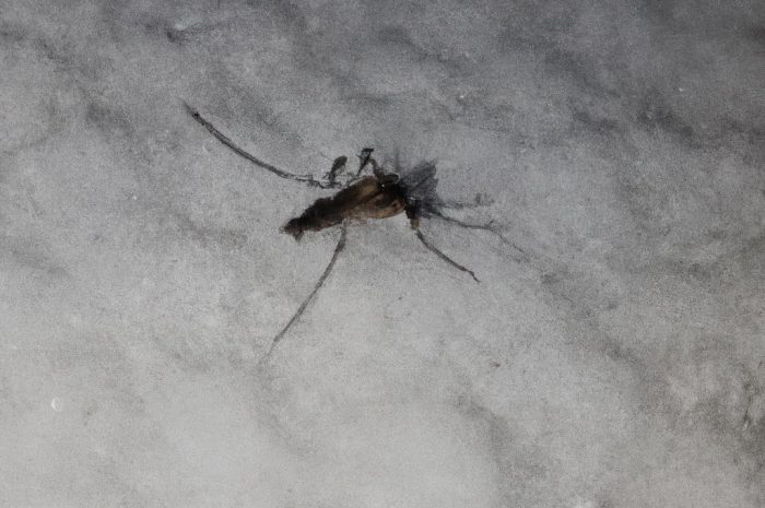 Komarzyca – zimowanie w polskim klimacie