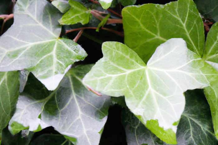 Komonica zwyczajna – wygląd, uprawa i pielęgnacja rośliny