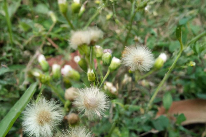 Komosa biała – jak ją zwalczać?