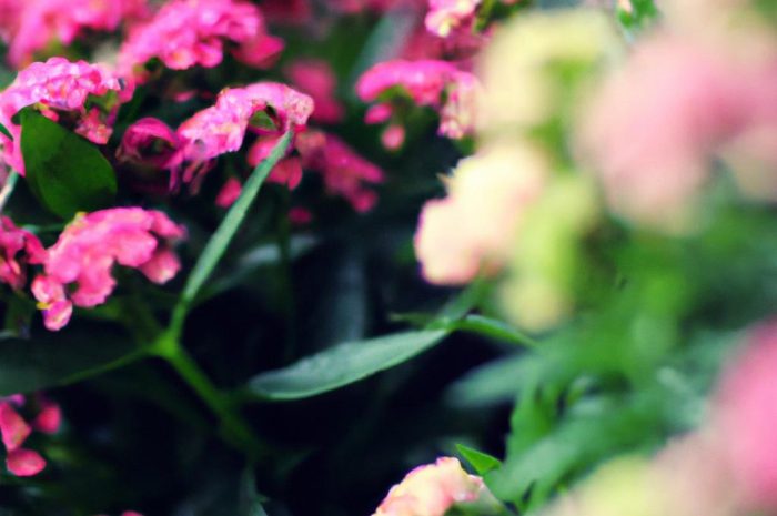 Kompozycje kwiatów na balkonie. Czego użyć jako wypełniacz do pelargonii?