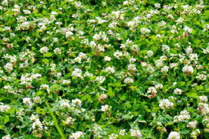 Koniczyna biała – charakterystyka, siew i uprawa roślin miododajnych. W jakim celu stosuje się koniczynę czerwoną i koniczynę rozesłaną?