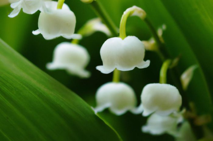 Konwalia majowa – samodzielna pielęgnacja i uprawa konwalii w przydomowym ogrodzie. Najcenniejsze wskazówki!