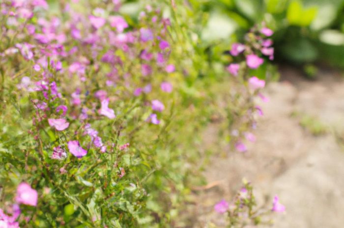 Konwalnik – roślina idealna do Twojego ogrodu! Poznaj jej wymagania i potrzeby!