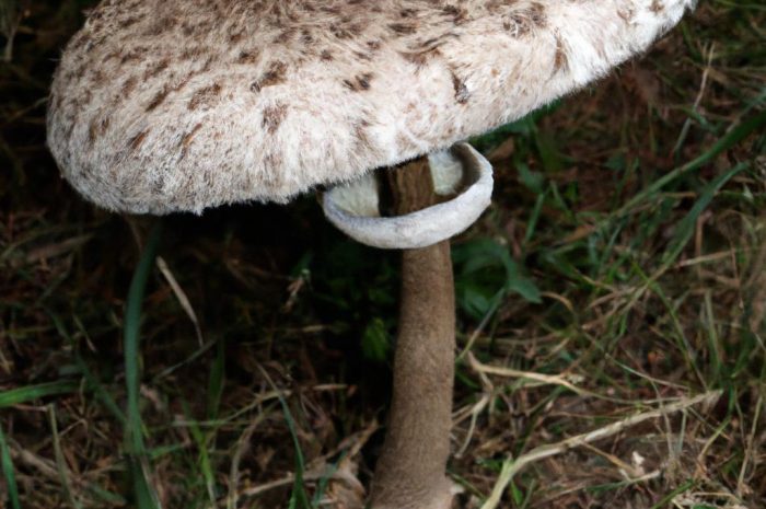 Kołpaczek motylkowaty – jadalny grzyb z rodziny kołpaczkowatych