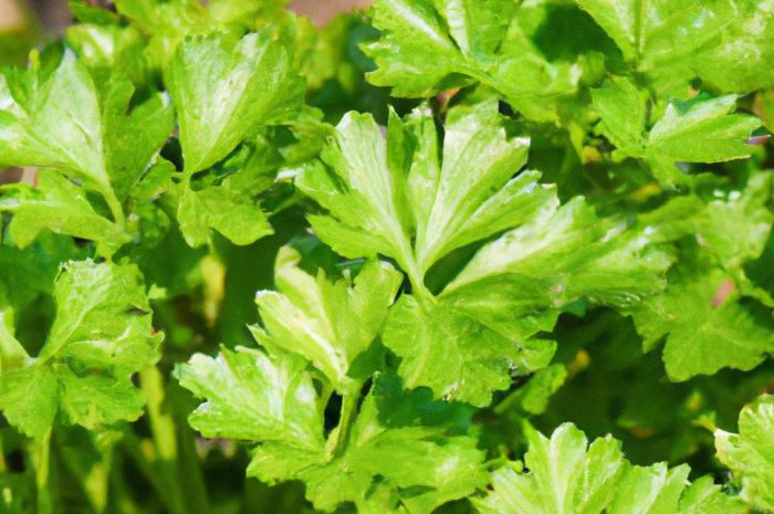 Koper włoski – uprawa rośliny zielarskiej i przyprawowej. Sprawdź, jakie są jej wymagania!