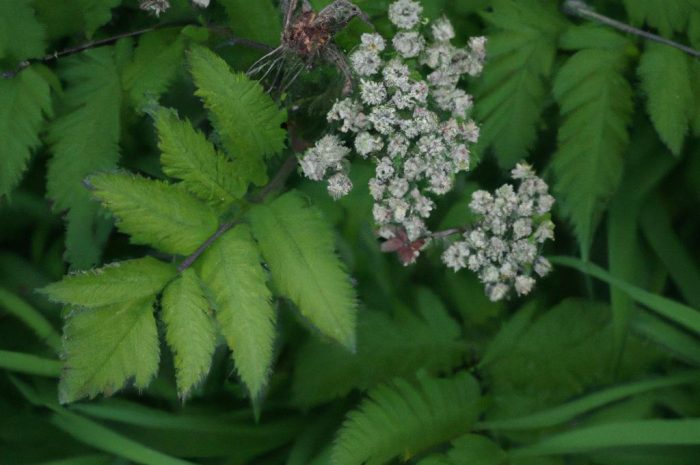 Kopytnik pospolity – wygląd, uprawa i charakterystyka