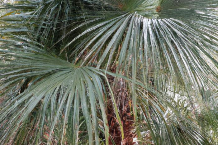 Kordylina australijska – „kapuściana palma”, która nie jest palmą