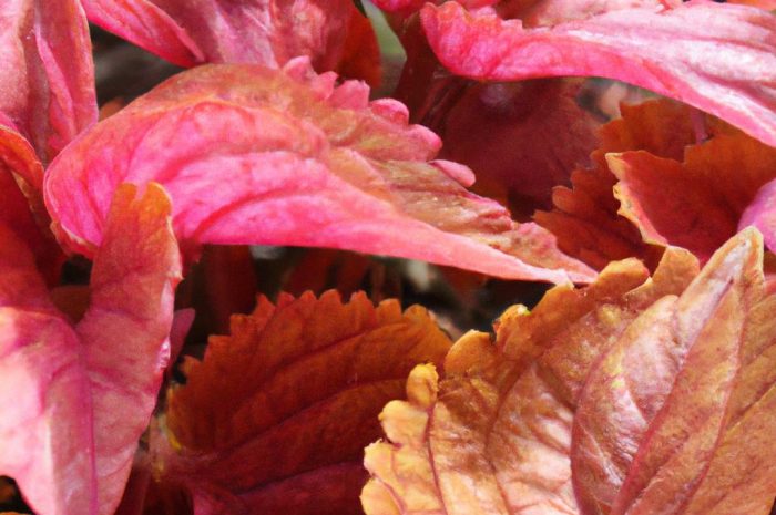 Kordylina – kolorowy zawrót głowy na twoim parapecie