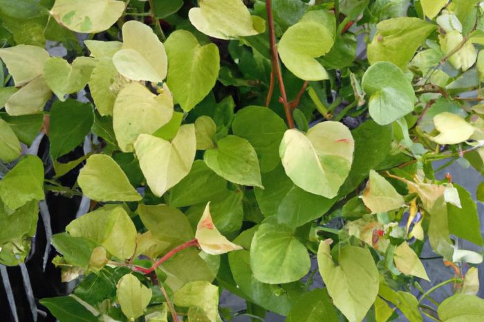 Korkowiec (Phellodendron) – uprawa oryginalnej rośliny z Azji