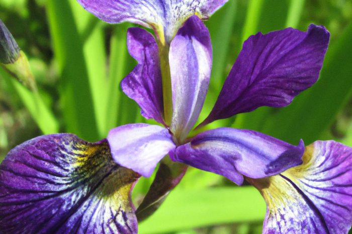 Kosaciec syberyjski – jak go uprawiać i pielęgnować? Sprawdź, jakie wymagania ma irys syberyjski!