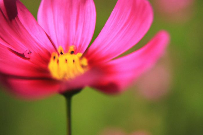 Kosmos podwójnie pierzasty – uprawa, pielęgnacja, odmiany