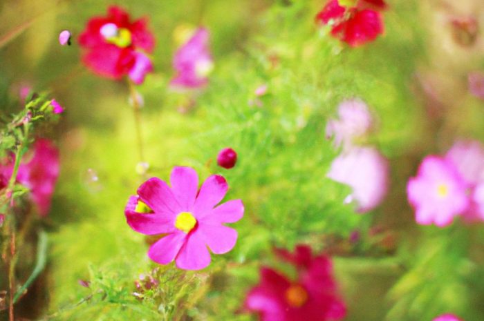 Kosmosy – uprawa i pielęgnacja