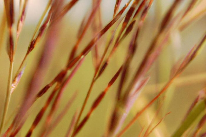 Kostrzewa czerwona – jedna z najpopularniejszych traw pól i ogrodów