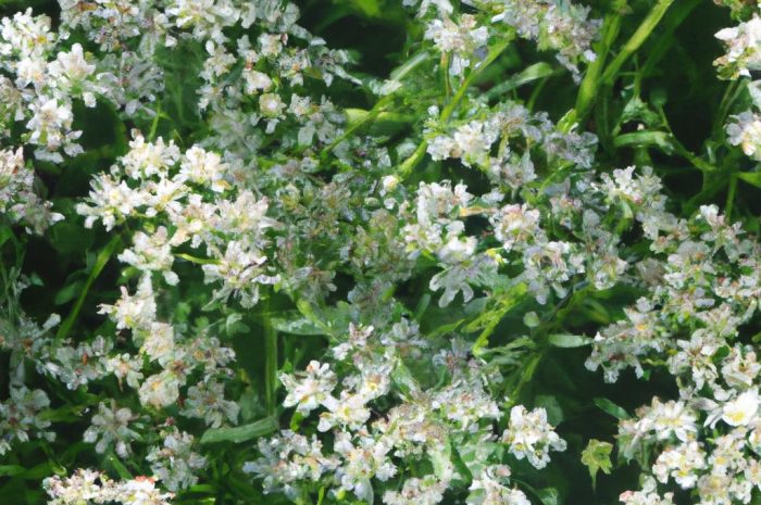 Kozłek lekarski – uprawa w ogrodzie. Sprawdź, jakie wymagania ma Valeriana officinalis!