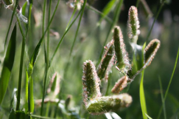 Kozibród łąkowy – poznaj wymagane warunki uprawne rośliny