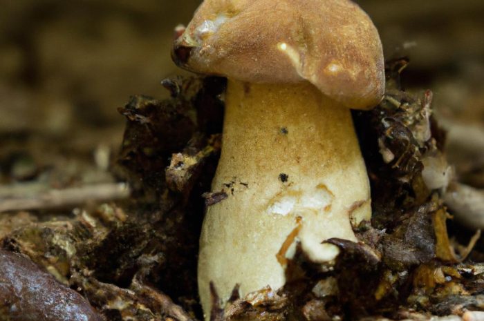 Koźlarz bruzdkowany – charakterystyka popularnego gatunku grzyba