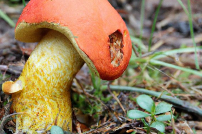 Koźlarz czerwony — opis grzyba rosnącego pod osikami