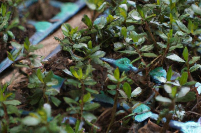 Krasnodrzew pospolity – uprawa, pielęgnacja i rozmnażanie