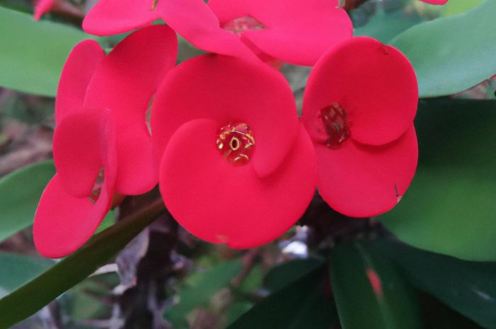 Krasnokwiat znowu modny – uprawa, rozmnażanie i inne najważniejsze informacje o kwiecie tylko u nas!