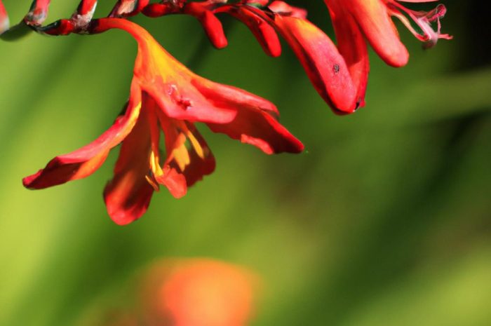 Krokosmia ogrodowa, czyli cynobrówka – uprawa i sadzenie krok po kroku! Crocosmia odmieni każdy ogród