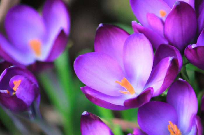 Krokosz barwierski – uprawa i zastosowanie. Jak uprawiać dekoracyjną roślinę w ogrodzie?