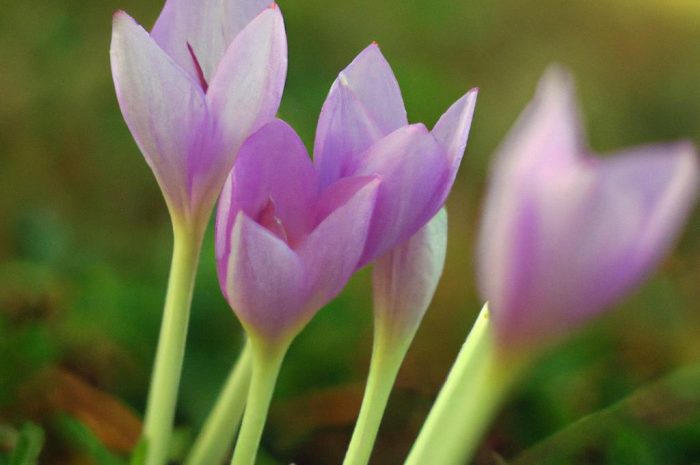 Krokus jesienny – wymagania, sadzenie, uprawa