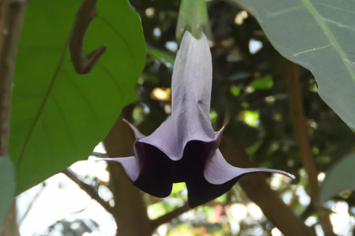 Krąpiel Chantriera (Tacca chantrieri) – kosmiczny kwiat nietoperz