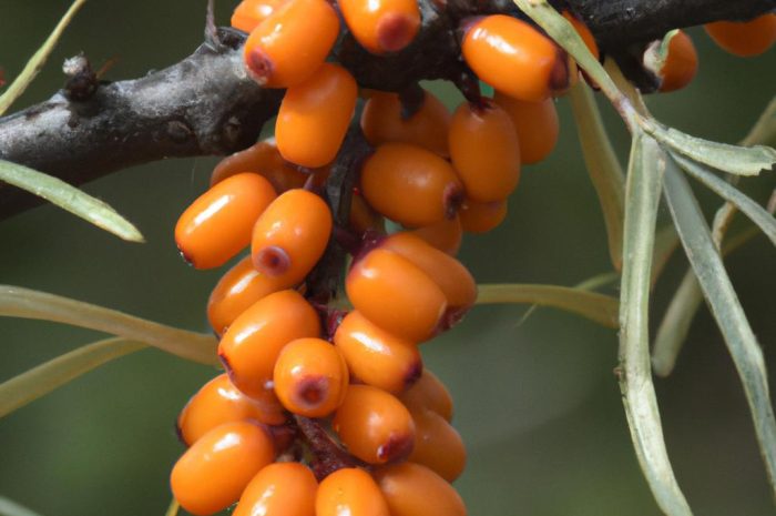 Kruszyna pospolita – uprawa. Jakie właściwości lecznicze i zastosowanie mają owoce kruszyny i kora?