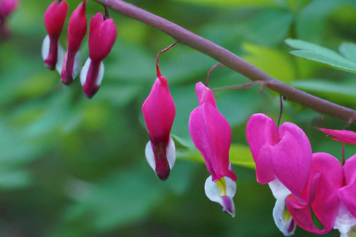 Krwawnica pospolita – piękna i niewymagająca roślina ozdobna. Czy warto uprawiać ją we własnym ogrodzie?