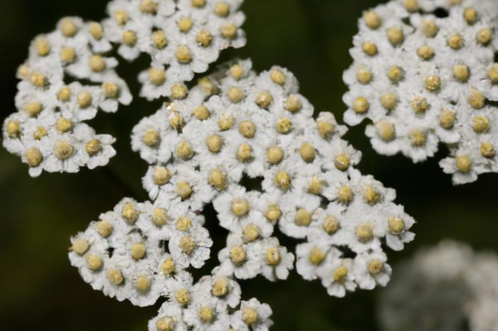 Krwawnik kichawiec – uprawa i właściwości lecznicze Achillea ptarmica