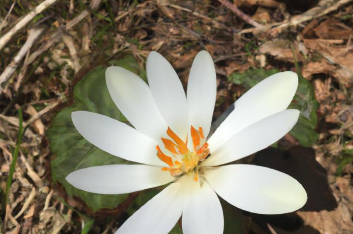 Krwiściąg lekarski – uprawa, właściwości i zastosowanie ziela