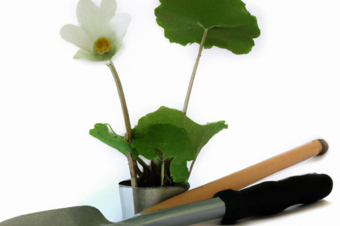 Krwiściąg lekarski – uprawa, pielęgnacja i rozmnażanie