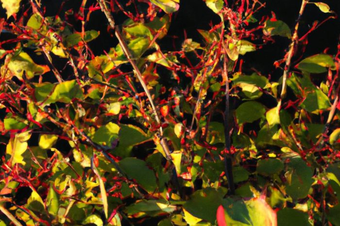 Krzew mojżeszowy (łac. Dictamnus albus) – uprawa i pielęgnacja dyptamu jesionolistnego w ogrodowych warunkach