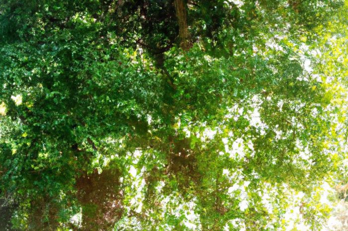 Krzewinki – które gatunki są najczęściej uprawiane w ogrodach?