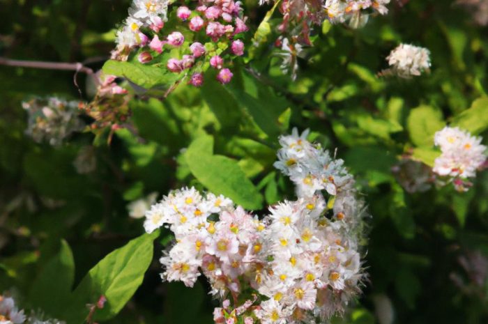 Krzewuszka cudowna – kwitnący krzew ozdobny. Co musisz wiedzieć o jego uprawie i cięciu?