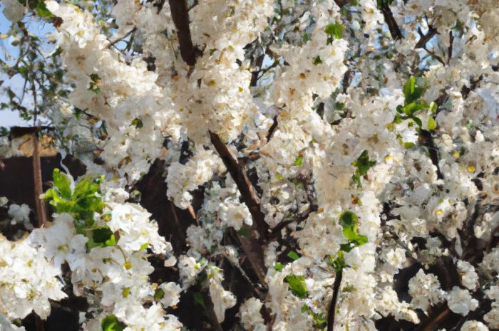 Krzewuszka – popularna roślina do uprawy w ogrodzie. Jak ją sadzić i pielęgnować?