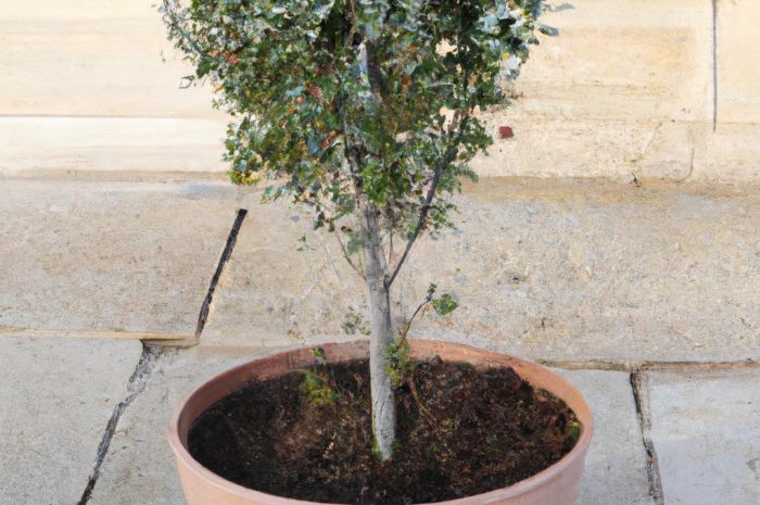 Krzewy do donic – który krzew warto wybrać? Sprawdź, popularne rodzaje krzewów doniczkowych!