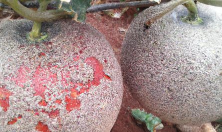 Bukszpan wieczniezielony – sadzenie, uprawa i pielęgnacja. Jak przycinać, formować i rozmnażać bukszpan w ogrodzie?