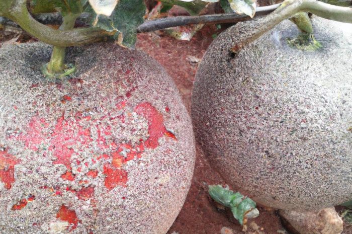 Krzewy owocowe w ogrodzie – najpopularniejsze gatunki i warunki uprawy