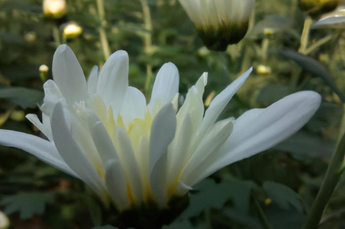 Które kwiaty kwitnące zimą są łatwe w uprawie? Rośliny doniczkowe i ogrodowe, które zakwitają w zimie