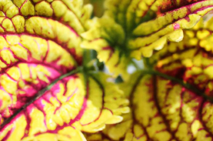 Które rośliny o kolorowych liściach wybrać? Dekoracyjne krzewy i byliny ogrodowe o ozdobnych liściach