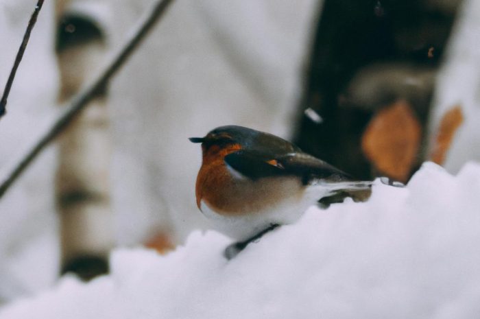 Kuflik – zimowanie gatunku