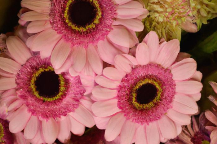 Kukliki – kwiaty idealne na skalniak. Odmiany, uprawa i rozmnażanie