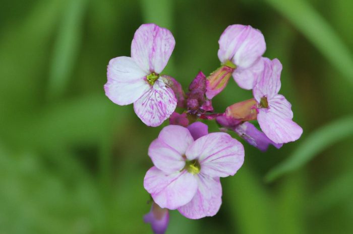Kukułka plamista – jak uprawiać ją w swoim ogrodzie i co warto wiedzieć? Sprawdź przydatne wskazówki na ten temat!
