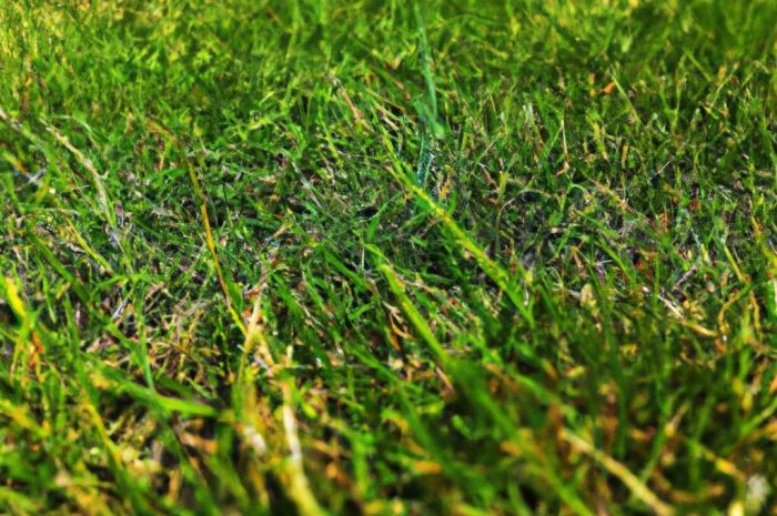 Kupkówka (Dactylis) – uprawa popularnej trawy