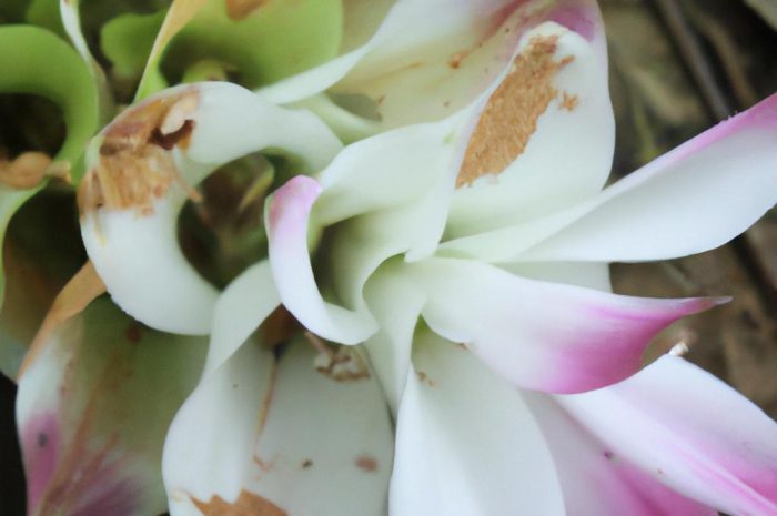 Kurkuma – kwiat pochodzący z Azji. Jak go uprawiać i pielęgnować?