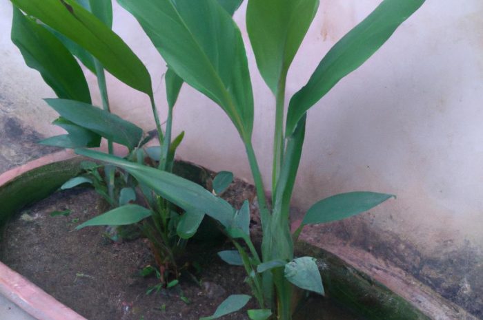 Kurkuma kwiat – zimowanie i uprawa kurkumy wąskolistnej w doniczce