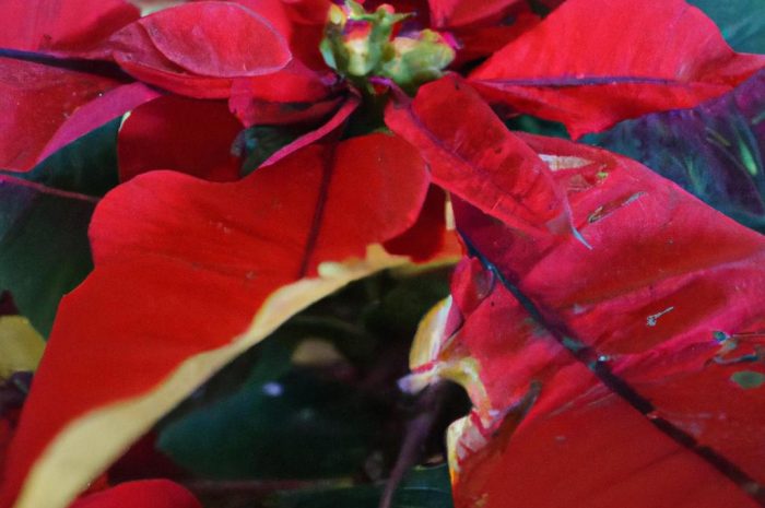 Kwiat gwiazda betlejemska – czy jest trująca? Sprawdź szkodliwość poinsecji