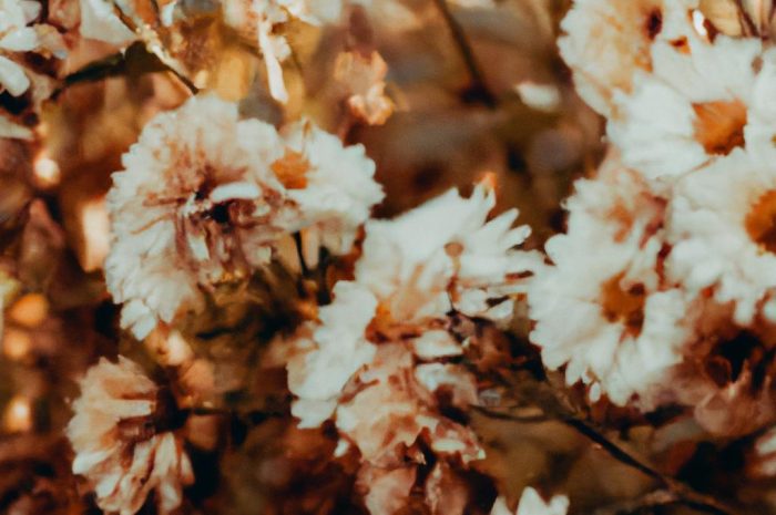 Kwiaty kwitnące do późnej jesieni – jak stworzyć kolorowy jesienny ogród?